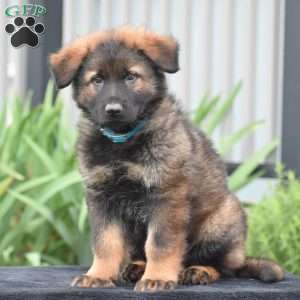 Marcus, German Shepherd Puppy